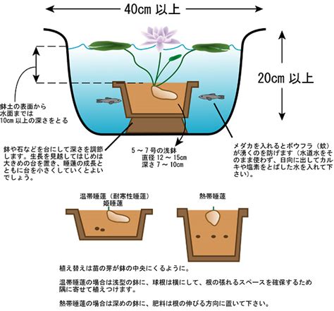 睡蓮 水深